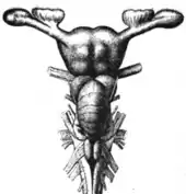 A T-shaped object is made up of the cord at the bottom which feeds into a lower central mass. This is topped by a larger central mass with an arm extending from either side.