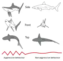 Image 6Postural elements of the agonistic display of the Gray Reef Shark (from Shark agonistic display)