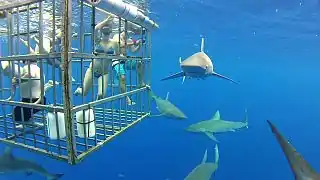Sharks around a shark cage being used for shark tourism