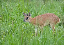 Brown bovid