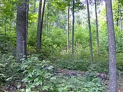 View of second growth forest from a hiking trail in the park