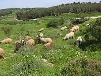 Grazing sheep near the Moshav