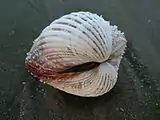 Acanthocardia echinata. Shell on sand.