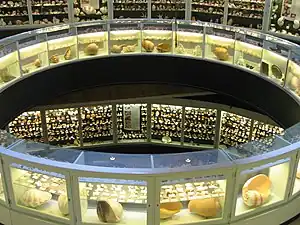 Collection of over 30,000 sea shells, among other specimens.