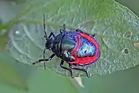 Shield-backed bug (Graptocoris aulicus) nymph, Uganda