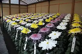 Chrysanthemum flower exhibition, 2010