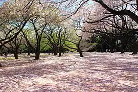 Cherry blossom of Shinjuku Gyo-en