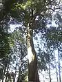 Tall trunk of mature tree