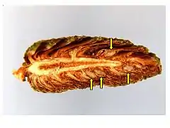 Cross section of maturing shortleaf pine cone showing seeds (arrows).