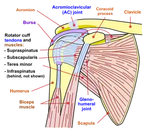 Diagram of the human shoulder joint, front view