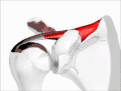 Animation of glenohumeral joint. The muscle shown is supraspinatus muscle.