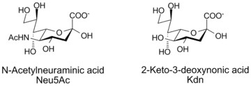 N-acetylneuraminic acid and Kdn, two sialic acids