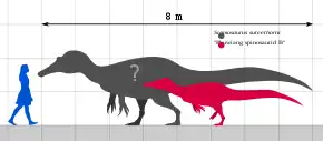 Silhouette of a right-facing human next to the silhouettes of one adult and one juvenile spinosaurid dinosaur; the human is 1.8 metres tall, the adult spinosaurid is 8 metres long, the juvenile spinosaurid is 5 metres long