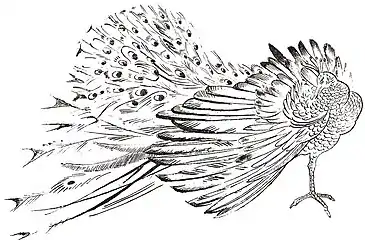 Lithograph: Peacock Autolithograph; 1925.