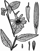 Line drawing of Silphium asteriscus
