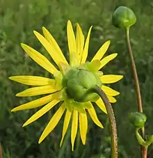 These Silphium pinnatifidum phyllaries are graduated, with those closer to the flower longer than the outer layers.
