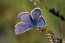 Extreme close-up of blue and purple iridescent butterfly on a flower, perhaps heather.