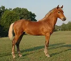 a young, light reddish-brown horse with a blond-colored mane, facing right, standing on a green lawn without any visible equipment