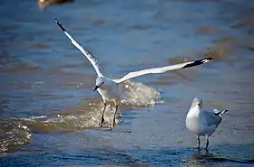 Two silver gulls, one standing and one in flight, at the water's edge