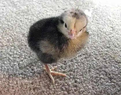 Three-day-old chick