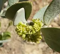 Male flower