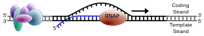 RNA polymerase moving along a stretch of DNA, leaving behind newly synthetized strand of RNA.