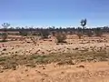 Simpson Desert near Bedourie