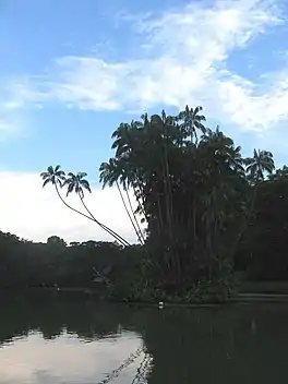 Swan Lake in the foreground with coconut trees in the background.