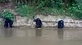Black specie Monkeys by a stream at the Douala-Edea reserve