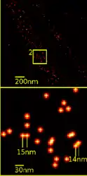Super-resolution microscopy: Single YFP molecule detection in a human cancer cell. Typical distance measurements in the 15 nm range measured with a Vertico-SMI/SPDMphymod microscope