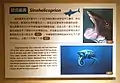 Information board about Sinohelicoprion in Paleozoological Museum of China.