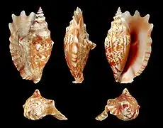 Sinustrombus sinuatus