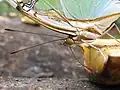 A nymphalid butterfly sucking on a banana