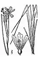 Strict blue-eyed grass (Sisyrinchium montanum var. montanum)