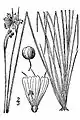 Needletip blue-eyed grass (Sisyrinchium mucronatum)