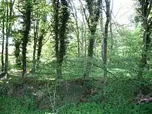 Woodland area with green trees and green bushes at ground level.
