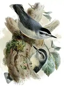 Illustration of the pair of birds.