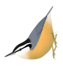 Red-breasted nuthatch (S. canadensis)