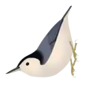 White-breasted nuthatch (S. carolinensis)