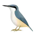 Eastern rock nuthatch (S. tephronota)