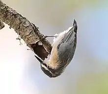 A gray bird in upside down