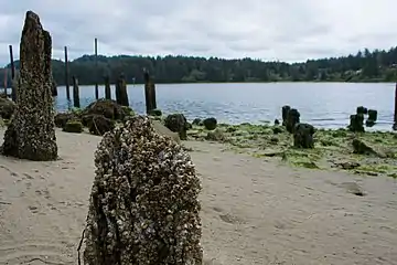 Barnacles attached to pilings along the Siuslaw River in Oregon