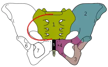 The sacrum and pelvic bone, with parts labelled. The pubic bone consists of the body and superior pubic ramus (4), and the inferior pubic ramus (3), which join at the pubic symphysis. The gap between them is the obturator foramen.
