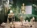 Various ape skeletons on display at SKELETONS: Museum of Osteology, Orlando, Florida.