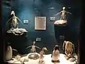 SKELETONS: Museum of Osteology penguin display. Orlando, Florida.
