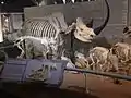 Rhino skeleton on display at SKELETONS: Museum of Osteology, Orlando, Florida.