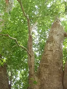 The 2042–2043-year-old Platanus orientalis tree Tnjri in Nagorno-Karabakh.