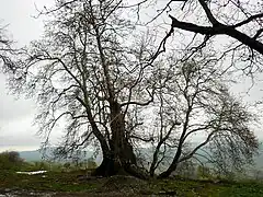 2,000 year old Tnjri tree