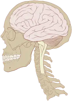  The Central Nervous System of Humans