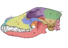Lateral view of a dog skull
